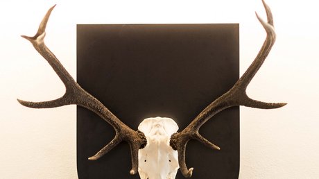 Die Clara Bildergalerie Die Clara Bildergalerie